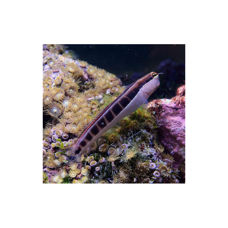 Ecsenius lineatus : 3 à 6 cm